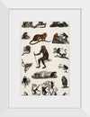 "Collection of Various Monkeys",  Oliver Goldsmith