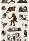 "Collection of Various Monkeys",  Oliver Goldsmith