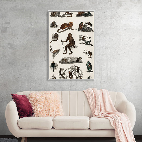 "Collection of Various Monkeys",  Oliver Goldsmith