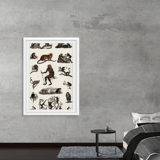 "Collection of Various Monkeys",  Oliver Goldsmith