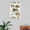 "Collection of Animals in the Feline Family", Oliver Goldsmith