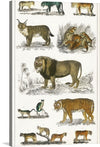 “Collection of animals in the feline family” by Oliver Goldsmith is a beautiful print that showcases the diversity of the feline family. From the majestic lion to the playful house cat, this print is a must-have for any animal lover. 