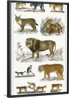 "Collection of Animals in the Feline Family", Oliver Goldsmith