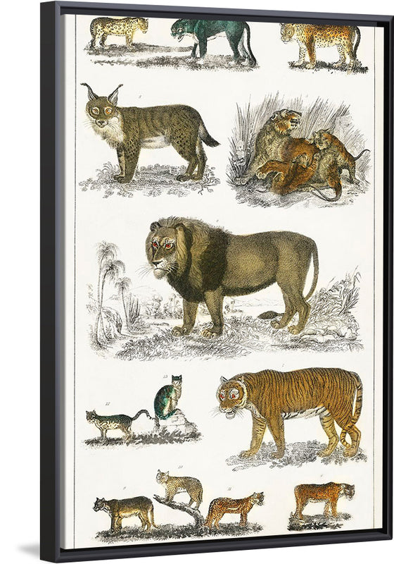 "Collection of Animals in the Feline Family", Oliver Goldsmith