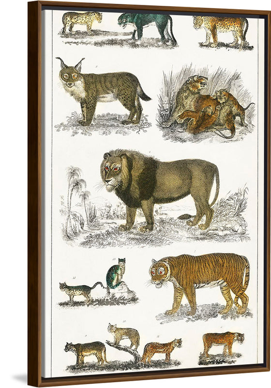 "Collection of Animals in the Feline Family", Oliver Goldsmith