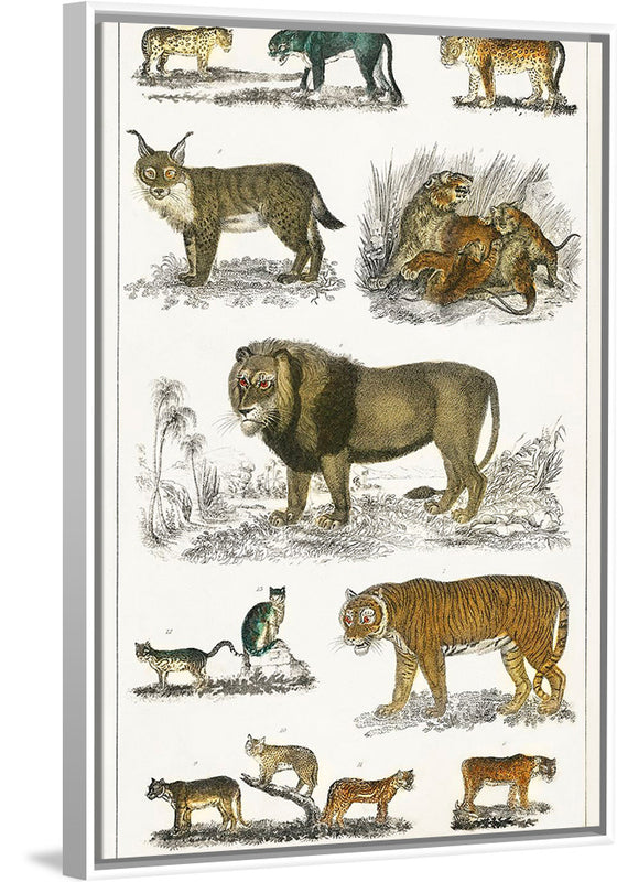 "Collection of Animals in the Feline Family", Oliver Goldsmith