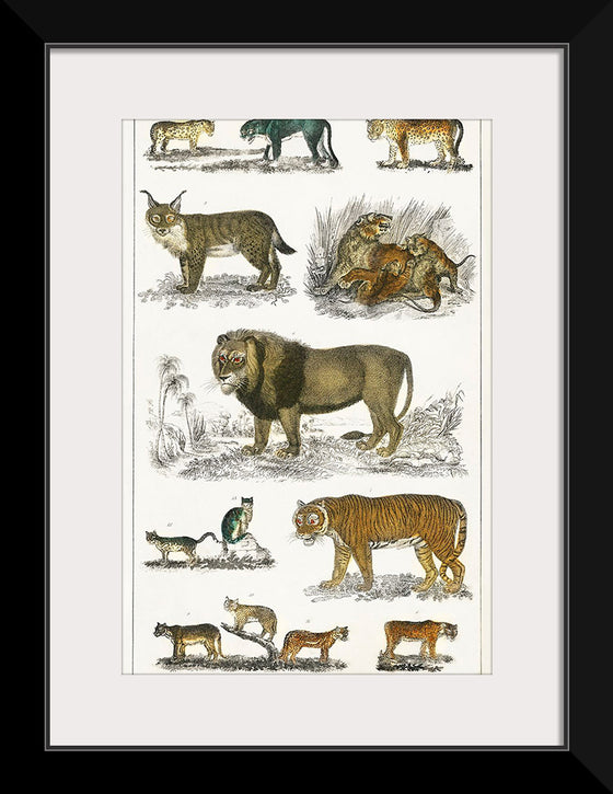 "Collection of Animals in the Feline Family", Oliver Goldsmith