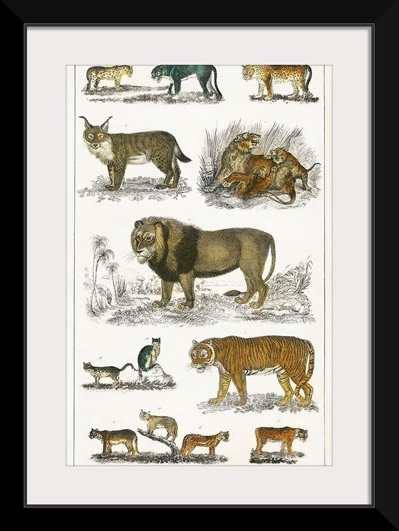 "Collection of Animals in the Feline Family", Oliver Goldsmith