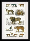 "Collection of Animals in the Feline Family", Oliver Goldsmith