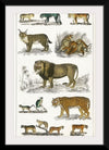 "Collection of Animals in the Feline Family", Oliver Goldsmith