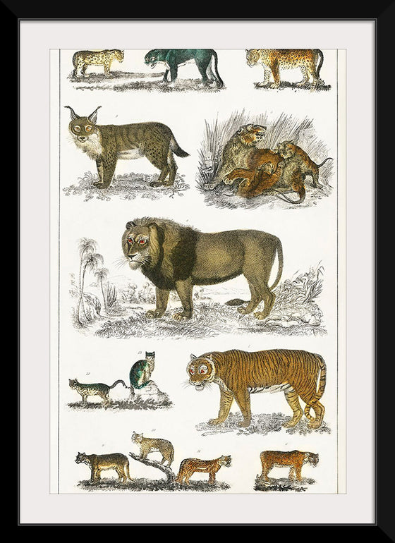 "Collection of Animals in the Feline Family", Oliver Goldsmith