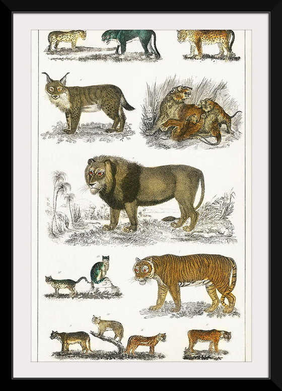 "Collection of Animals in the Feline Family", Oliver Goldsmith