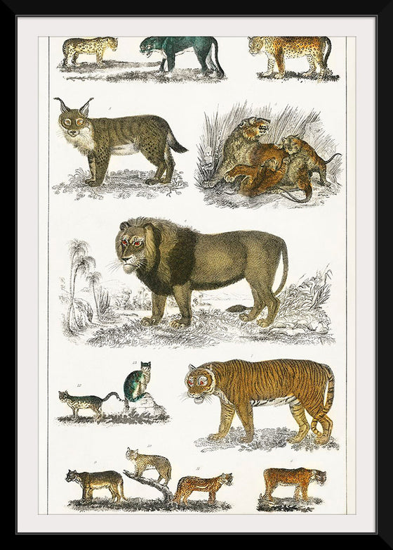 "Collection of Animals in the Feline Family", Oliver Goldsmith