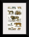 "Collection of Animals in the Feline Family", Oliver Goldsmith