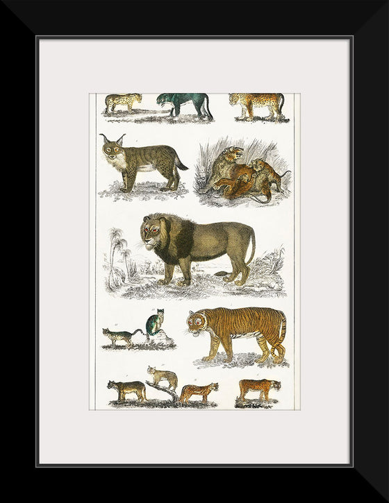 "Collection of Animals in the Feline Family", Oliver Goldsmith