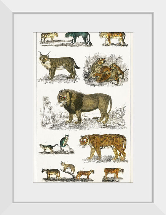 "Collection of Animals in the Feline Family", Oliver Goldsmith