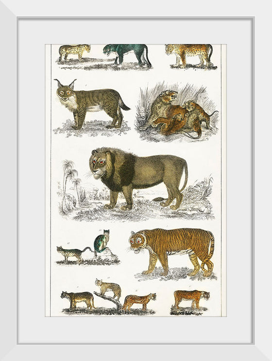 "Collection of Animals in the Feline Family", Oliver Goldsmith