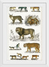 "Collection of Animals in the Feline Family", Oliver Goldsmith