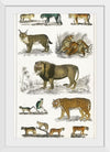 "Collection of Animals in the Feline Family", Oliver Goldsmith