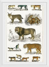 "Collection of Animals in the Feline Family", Oliver Goldsmith