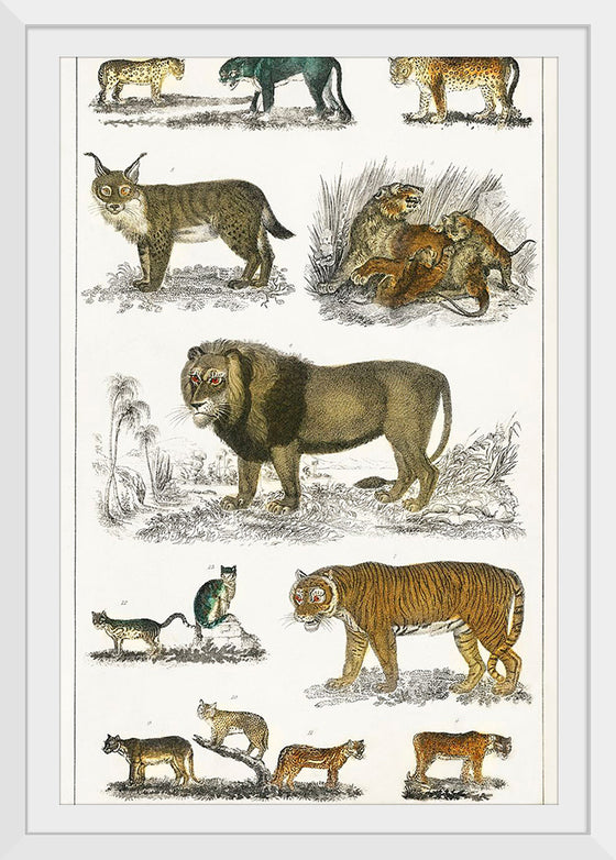 "Collection of Animals in the Feline Family", Oliver Goldsmith