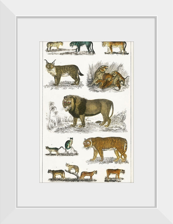 "Collection of Animals in the Feline Family", Oliver Goldsmith