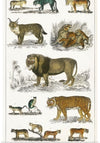 "Collection of Animals in the Feline Family", Oliver Goldsmith