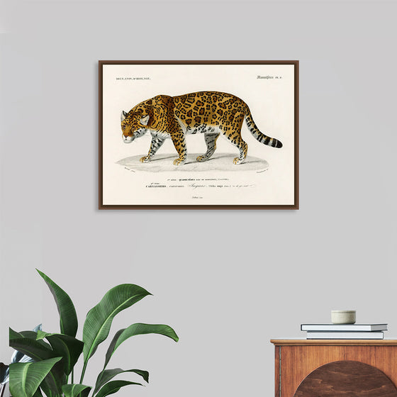 "Jaguar (Panthera Onca) (1806-1876)", Charles Dessalines D' Orbigny