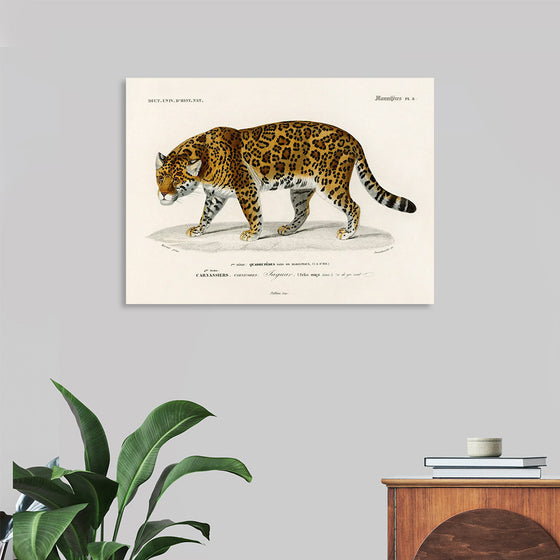 "Jaguar (Panthera Onca) (1806-1876)", Charles Dessalines D' Orbigny