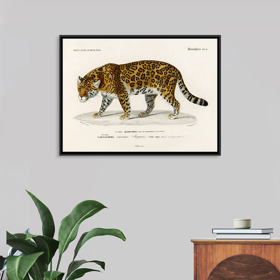 "Jaguar (Panthera Onca) (1806-1876)", Charles Dessalines D' Orbigny