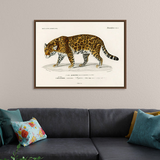 "Jaguar (Panthera Onca) (1806-1876)", Charles Dessalines D' Orbigny