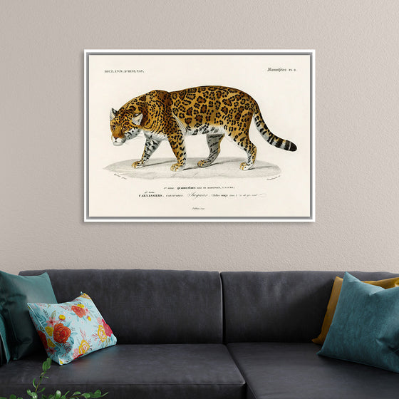 "Jaguar (Panthera Onca) (1806-1876)", Charles Dessalines D' Orbigny