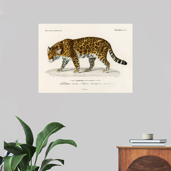 "Jaguar (Panthera Onca) (1806-1876)", Charles Dessalines D' Orbigny