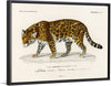 "Jaguar (Panthera Onca) (1806-1876)", Charles Dessalines D' Orbigny