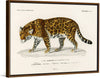 "Jaguar (Panthera Onca) (1806-1876)", Charles Dessalines D' Orbigny