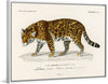 "Jaguar (Panthera Onca) (1806-1876)", Charles Dessalines D' Orbigny