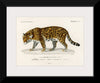 "Jaguar (Panthera Onca) (1806-1876)", Charles Dessalines D' Orbigny