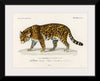 "Jaguar (Panthera Onca) (1806-1876)", Charles Dessalines D' Orbigny