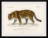 "Jaguar (Panthera Onca) (1806-1876)", Charles Dessalines D' Orbigny