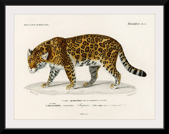 "Jaguar (Panthera Onca) (1806-1876)", Charles Dessalines D' Orbigny