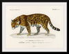 "Jaguar (Panthera Onca) (1806-1876)", Charles Dessalines D' Orbigny