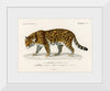 "Jaguar (Panthera Onca) (1806-1876)", Charles Dessalines D' Orbigny