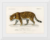 "Jaguar (Panthera Onca) (1806-1876)", Charles Dessalines D' Orbigny