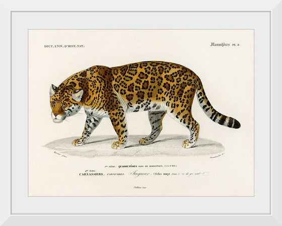 "Jaguar (Panthera Onca) (1806-1876)", Charles Dessalines D' Orbigny