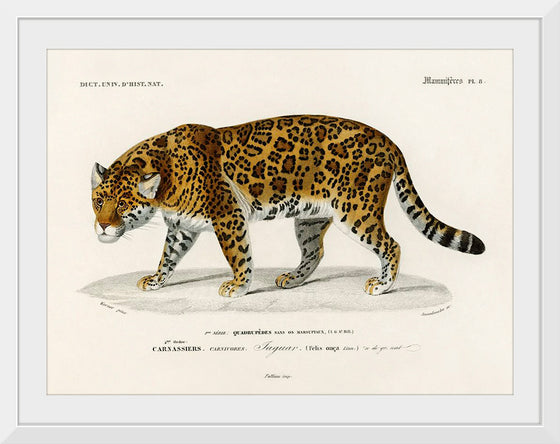 "Jaguar (Panthera Onca) (1806-1876)", Charles Dessalines D' Orbigny