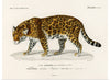 "Jaguar (Panthera Onca) (1806-1876)", Charles Dessalines D' Orbigny