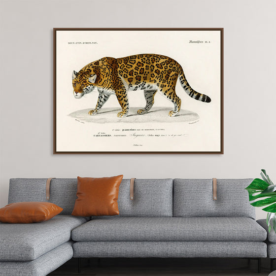 "Jaguar (Panthera Onca) (1806-1876)", Charles Dessalines D' Orbigny