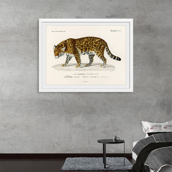 "Jaguar (Panthera Onca) (1806-1876)", Charles Dessalines D' Orbigny