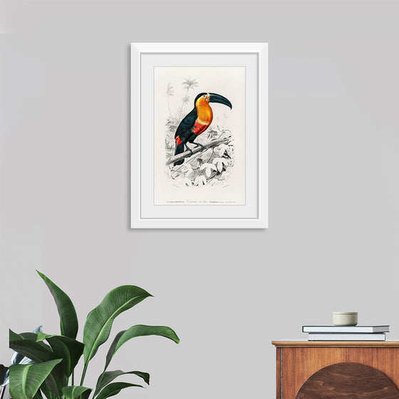 "Toucan (Ramphastos) (1806-1876)", Charles Dessalines D' Orbigny