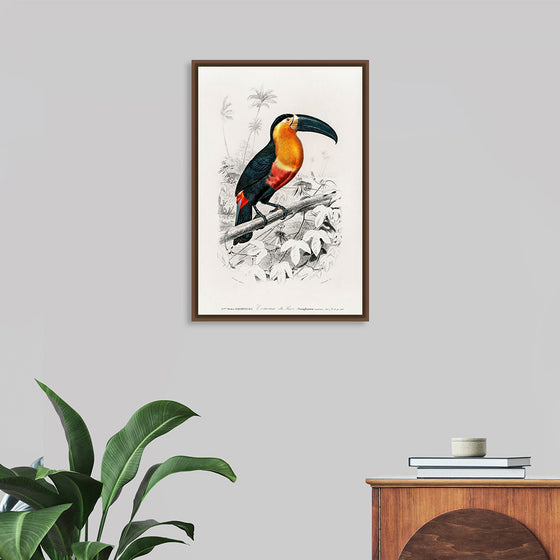 "Toucan (Ramphastos) (1806-1876)", Charles Dessalines D' Orbigny